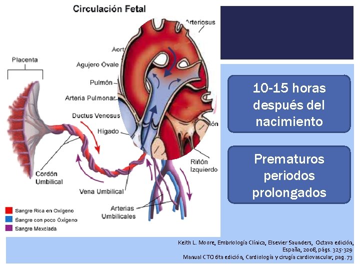 10 -15 horas después del nacimiento Prematuros periodos prolongados Keith L. Moore, Embriología Clínica,