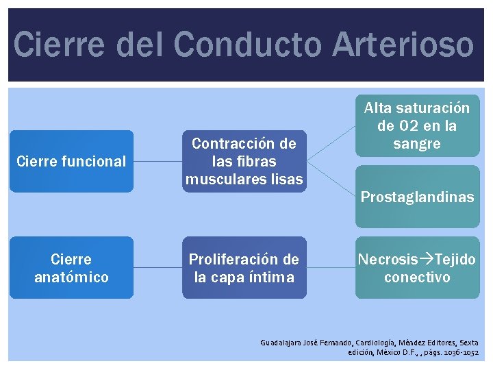 Cierre del Conducto Arterioso Cierre funcional Cierre anatómico Contracción de las fibras musculares lisas