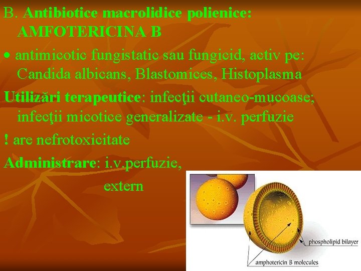 B. Antibiotice macrolidice polienice: AMFOTERICINA B antimicotic fungistatic sau fungicid, activ pe: Candida albicans,