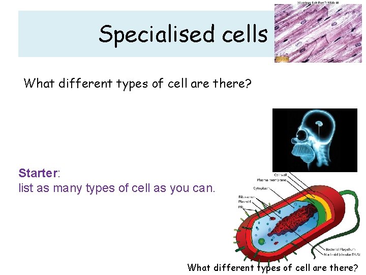 Specialised cells What different types of cell are there? Starter: list as many types