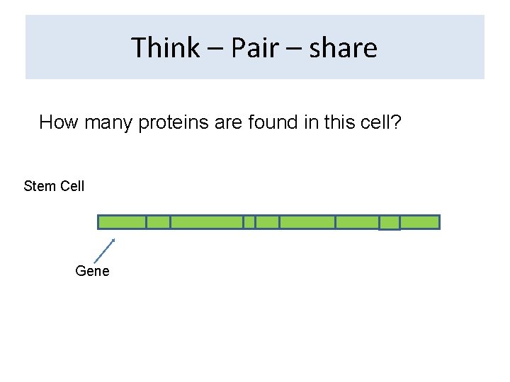 Think – Pair – share How many proteins are found in this cell? Stem