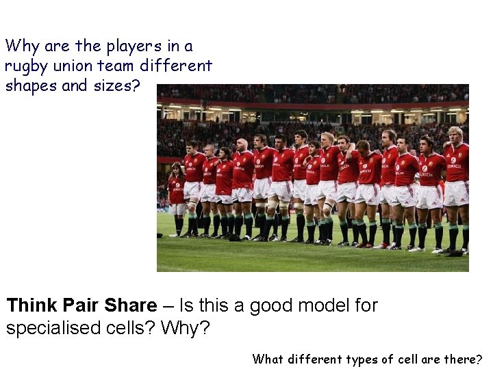 Why are the players in a rugby union team different shapes and sizes? Think