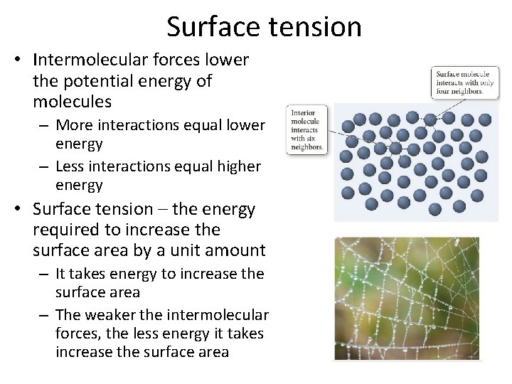 Surface tension • Intermolecular forces lower the potential energy of molecules – More interactions