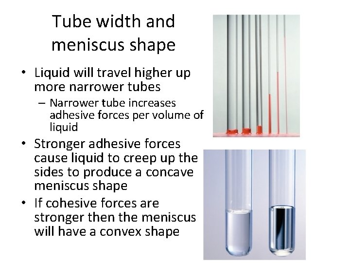 Tube width and meniscus shape • Liquid will travel higher up more narrower tubes
