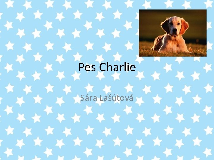 Pes Charlie Sára Lašútová 