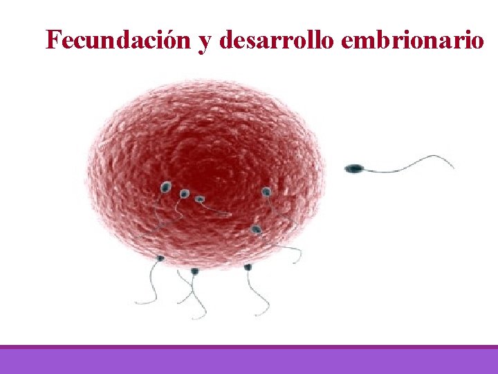 Fecundación y desarrollo embrionario 