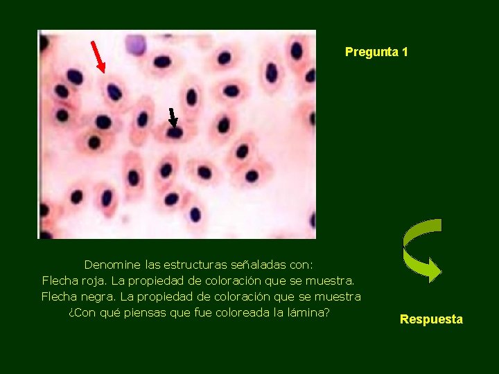 Pregunta 1 Denomine las estructuras señaladas con: Flecha roja. La propiedad de coloración que