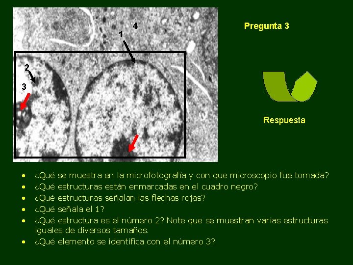 1 4 Pregunta 3 2 3 Respuesta • • • ¿Qué se muestra en