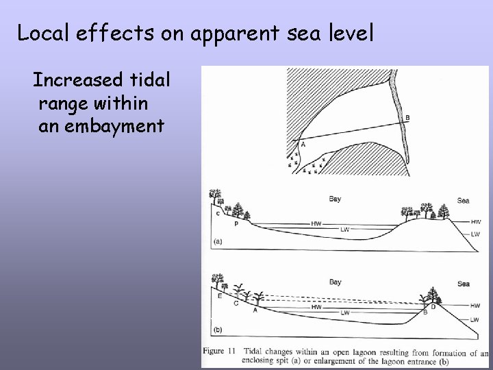 Local effects on apparent sea level Increased tidal range within an embayment 