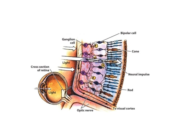 Visual Processing in the Retina 