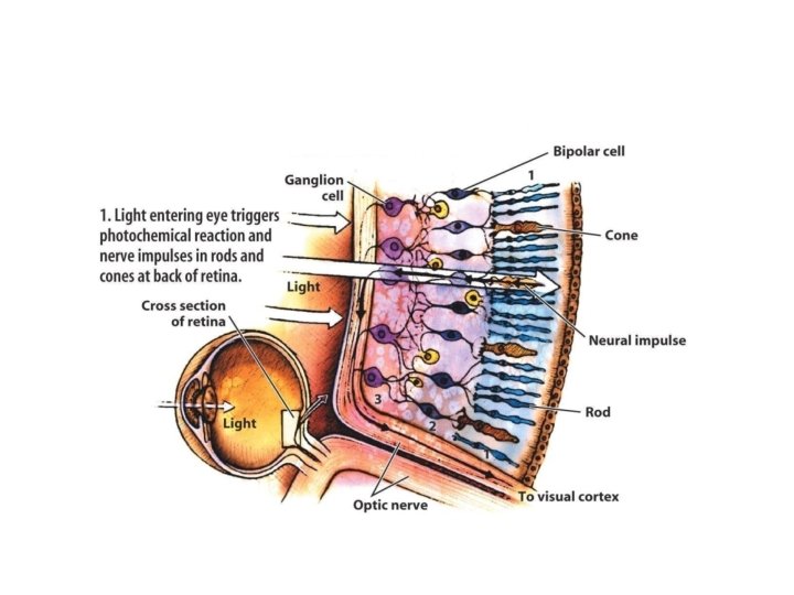 Visual Processing in the Retina 