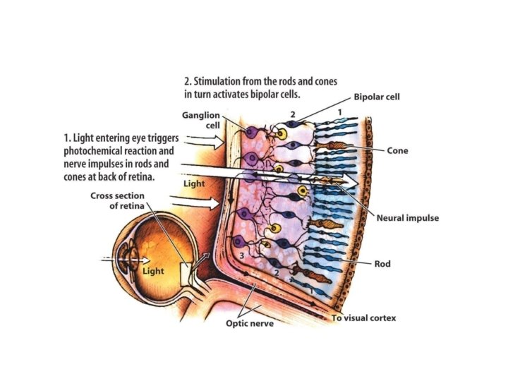 Visual Processing in the Retina 