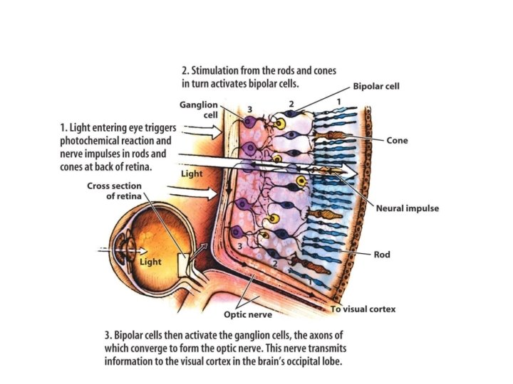 Visual Processing in the Retina 