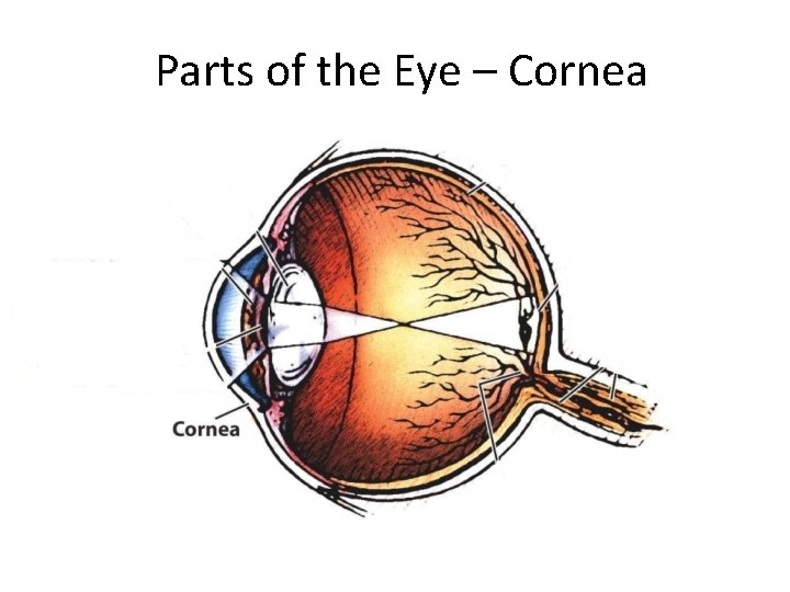 Parts of the Eye – Cornea 