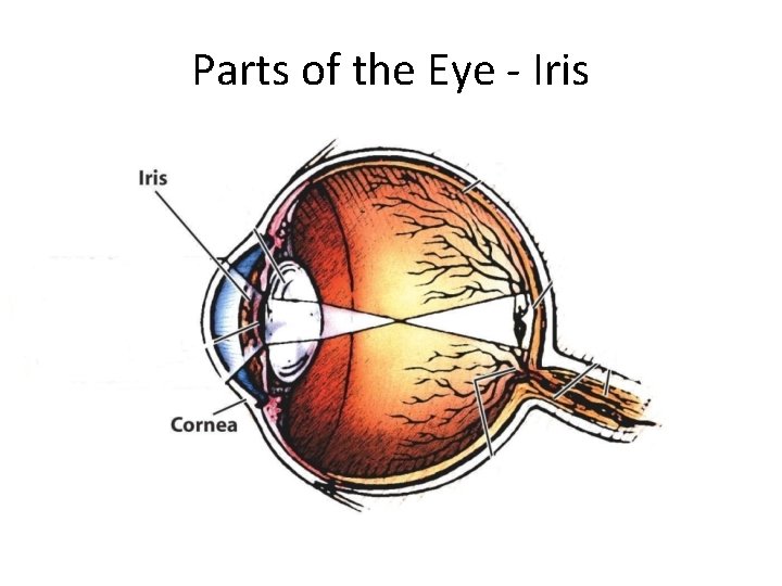 Parts of the Eye - Iris 