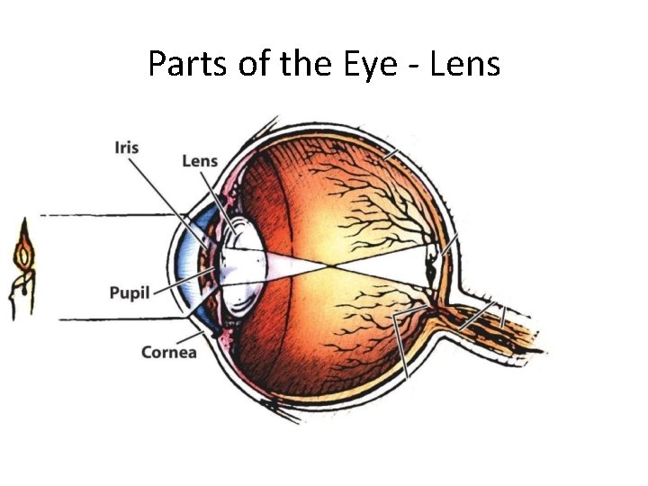 Parts of the Eye - Lens 