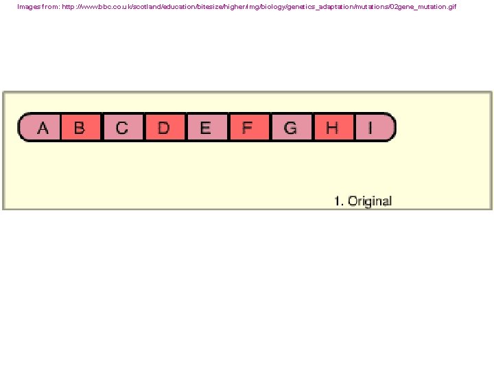 Images from: http: //www. bbc. co. uk/scotland/education/bitesize/higher/img/biology/genetics_adaptation/mutations/02 gene_mutation. gif 