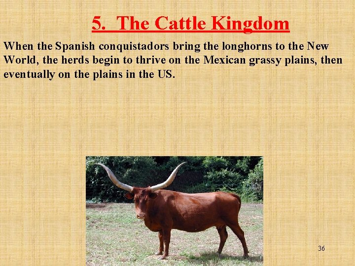 5. The Cattle Kingdom When the Spanish conquistadors bring the longhorns to the New