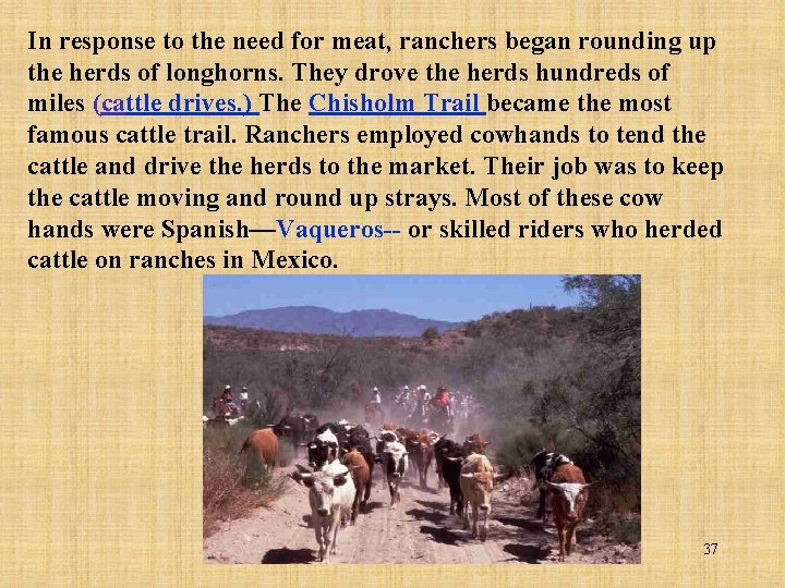 In response to the need for meat, ranchers began rounding up the herds of