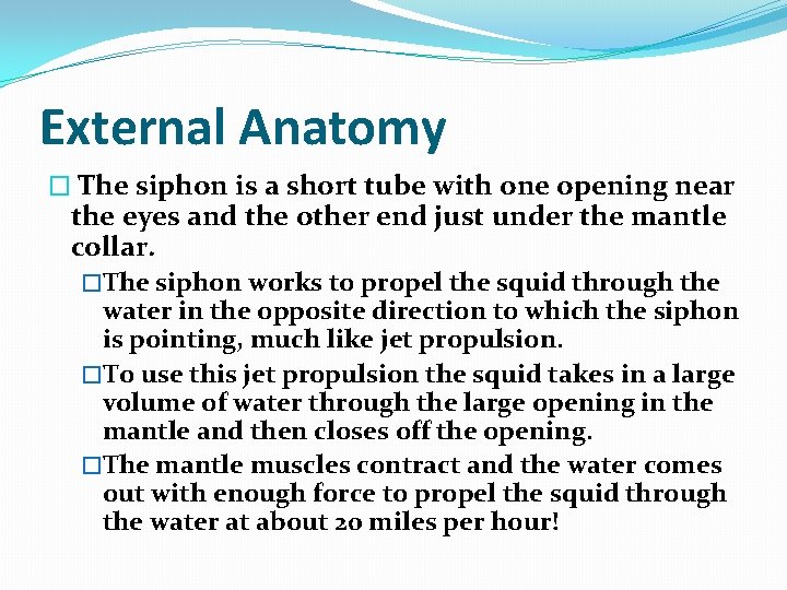 External Anatomy � The siphon is a short tube with one opening near the