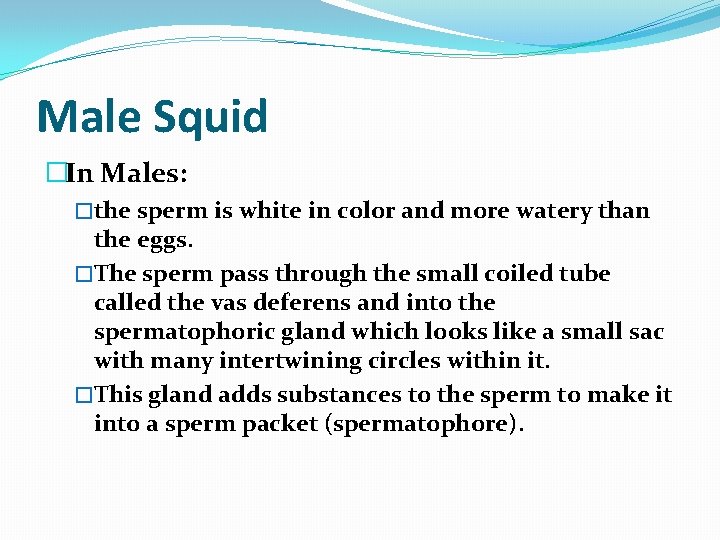 Male Squid �In Males: �the sperm is white in color and more watery than