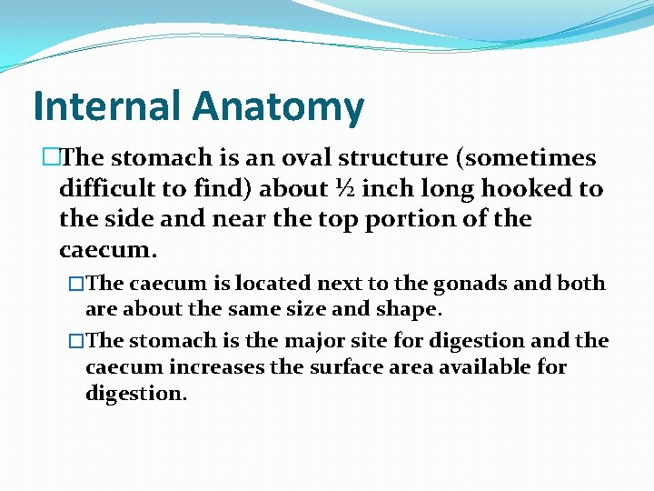 Internal Anatomy �The stomach is an oval structure (sometimes difficult to find) about ½