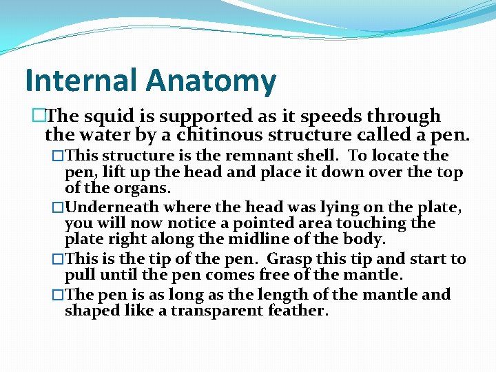 Internal Anatomy �The squid is supported as it speeds through the water by a