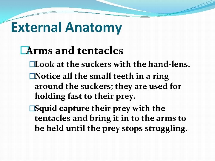 External Anatomy �Arms and tentacles �Look at the suckers with the hand-lens. �Notice all