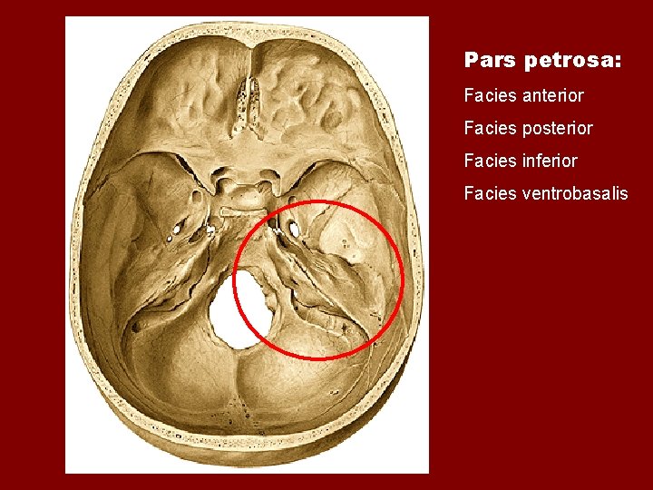 Pars petrosa: Facies anterior Facies posterior Facies inferior Facies ventrobasalis Pars petrosa: Facies anterior Facies posterior Facies inferior Facies ventrobasalis