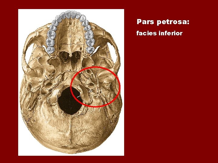 Pars petrosa: facies inferior Pars petrosa: facies inferior