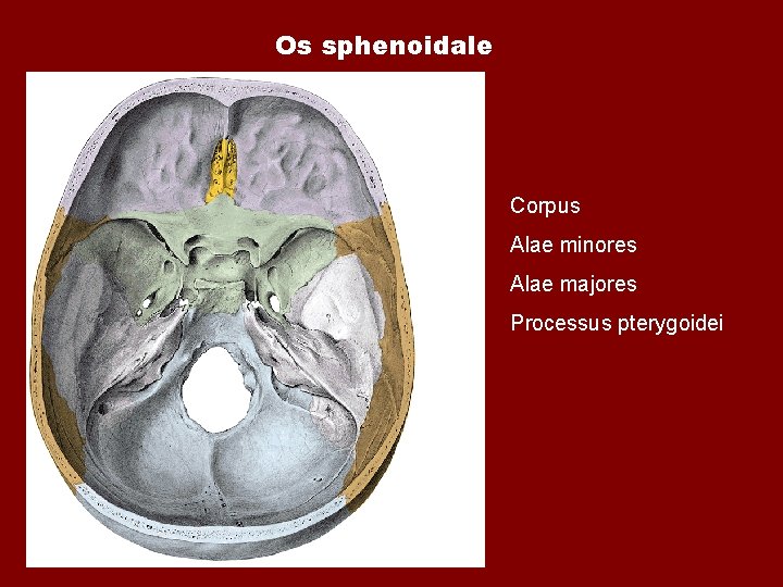 Os sphenoidale Corpus Alae minores Alae majores Processus pterygoidei Os sphenoidale Corpus Alae minores Alae majores Processus pterygoidei