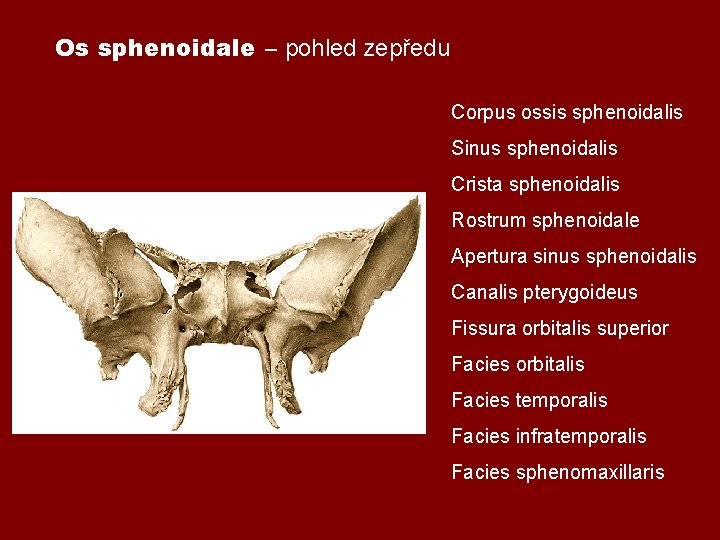 Os sphenoidale – pohled zepředu Corpus ossis sphenoidalis Sinus sphenoidalis Crista sphenoidalis Rostrum sphenoidale Os sphenoidale – pohled zepředu Corpus ossis sphenoidalis Sinus sphenoidalis Crista sphenoidalis Rostrum sphenoidale