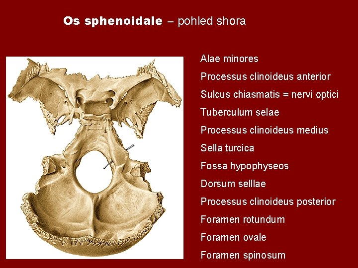 Os sphenoidale – pohled shora Alae minores Processus clinoideus anterior Sulcus chiasmatis = nervi Os sphenoidale – pohled shora Alae minores Processus clinoideus anterior Sulcus chiasmatis = nervi