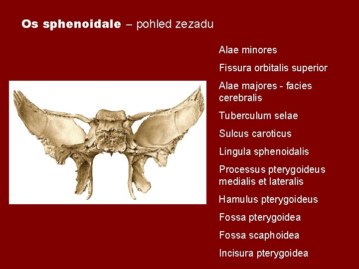 Os sphenoidale – pohled zezadu Alae minores Fissura orbitalis superior Alae majores - facies Os sphenoidale – pohled zezadu Alae minores Fissura orbitalis superior Alae majores - facies