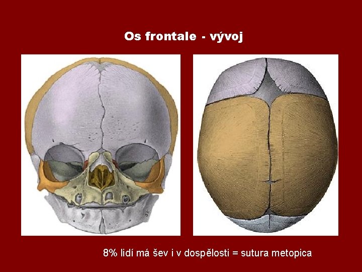 Os frontale - vývoj 8% lidí má šev i v dospělosti = sutura metopica Os frontale - vývoj 8% lidí má šev i v dospělosti = sutura metopica