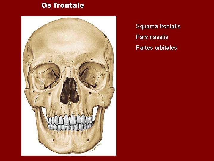 Os frontale Squama frontalis Pars nasalis Partes orbitales Os frontale Squama frontalis Pars nasalis Partes orbitales