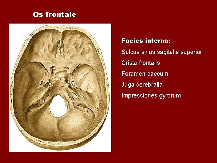 Os frontale Facies interna: Sulcus sinus sagitalis superior Crista frontalis Foramen caecum Juga cerebralia Os frontale Facies interna: Sulcus sinus sagitalis superior Crista frontalis Foramen caecum Juga cerebralia