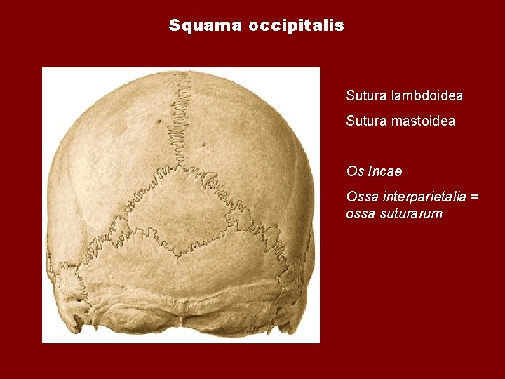 Squama occipitalis Sutura lambdoidea Sutura mastoidea Os Incae Ossa interparietalia = ossa suturarum Squama occipitalis Sutura lambdoidea Sutura mastoidea Os Incae Ossa interparietalia = ossa suturarum