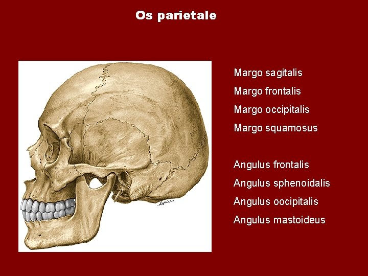 Os parietale Margo sagitalis Margo frontalis Margo occipitalis Margo squamosus Angulus frontalis Angulus sphenoidalis Os parietale Margo sagitalis Margo frontalis Margo occipitalis Margo squamosus Angulus frontalis Angulus sphenoidalis