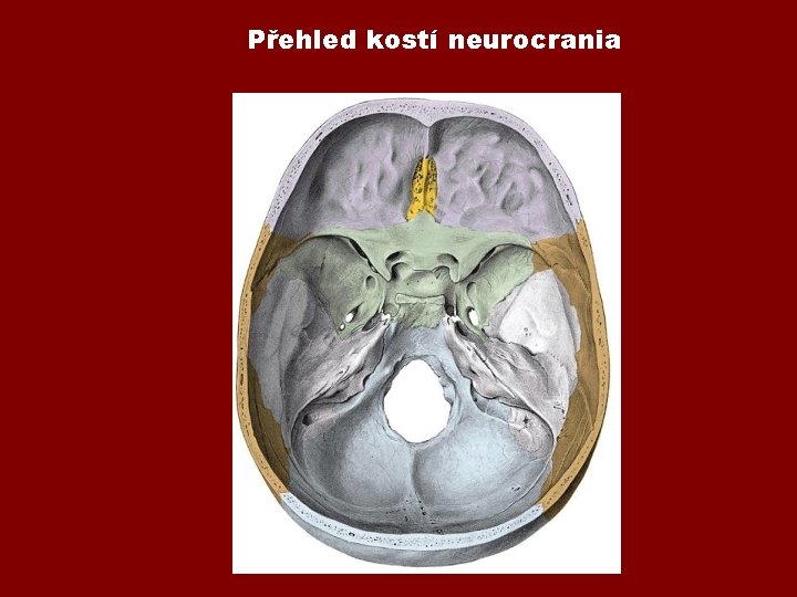 Přehled kostí neurocrania Přehled kostí neurocrania