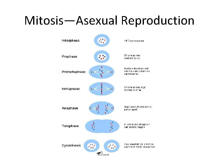 Mitosis—Asexual Reproduction 