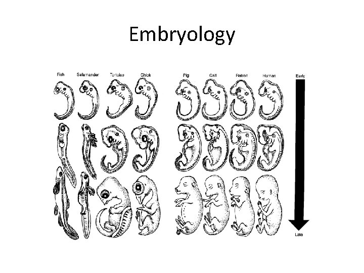 Embryology 