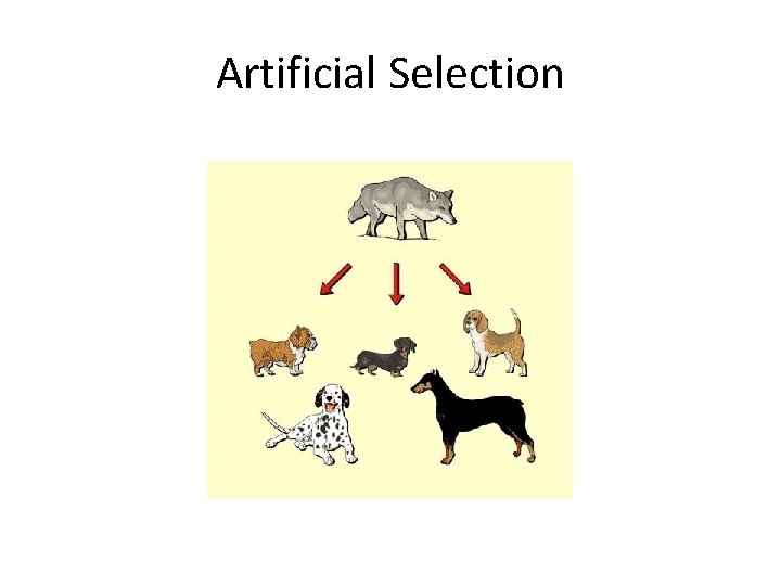 Artificial Selection 