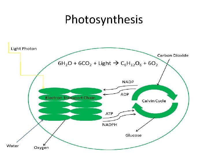 Photosynthesis 