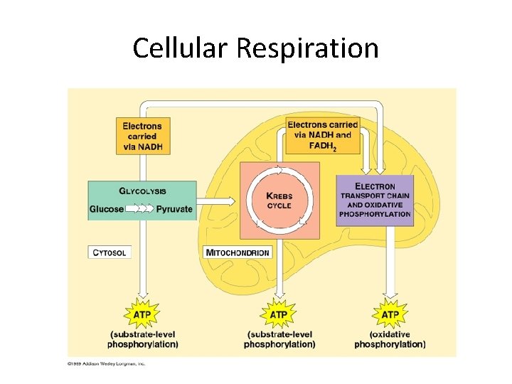 Cellular Respiration 