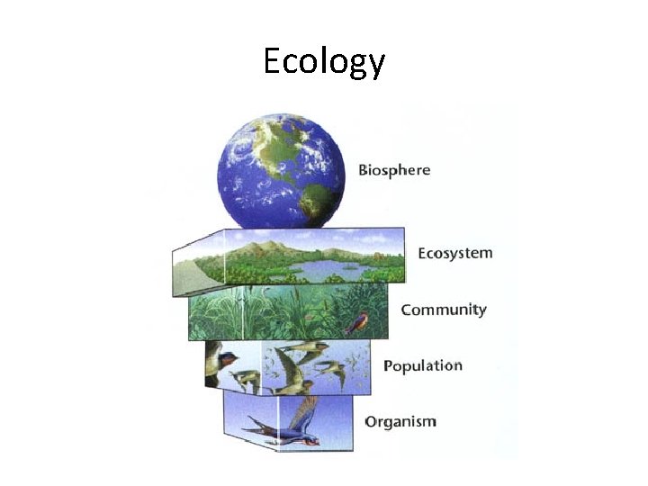 Ecology 