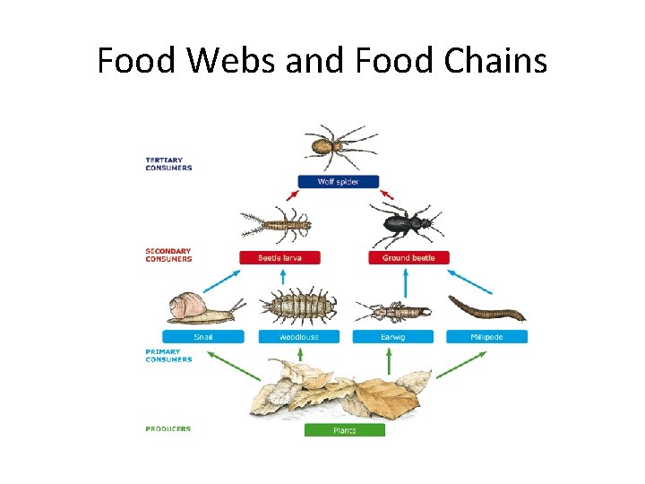 Food Webs and Food Chains 