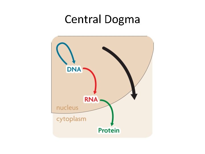 Central Dogma 