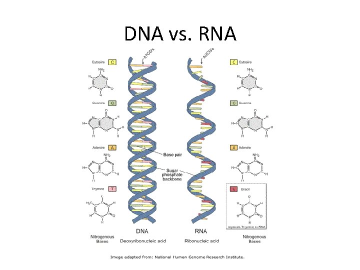 DNA vs. RNA 