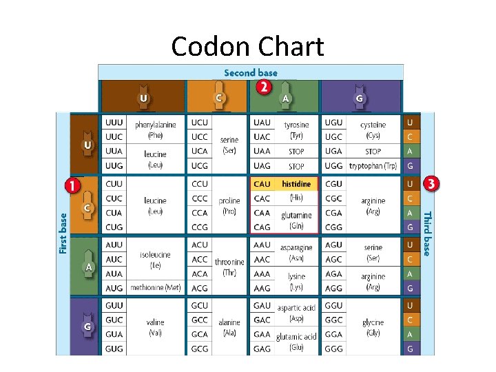 Codon Chart 
